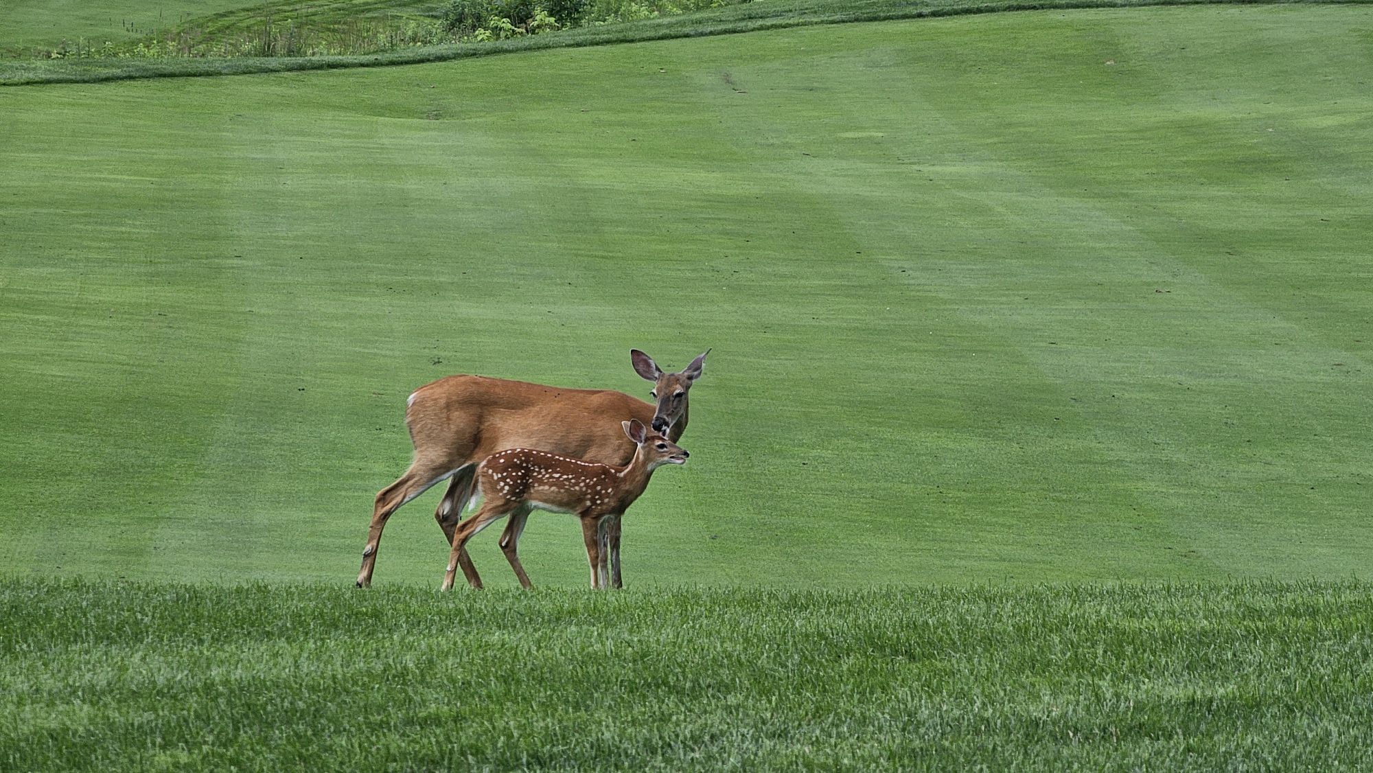 A female deer and her fawn standing on a grassy area, surrounded by lush green fields.